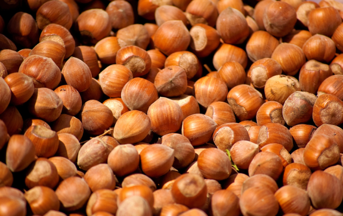 Rendimenti della nocciola crollati oltre l'80%: Montalbano Elicona chiede lo stato di crisi per il 2025