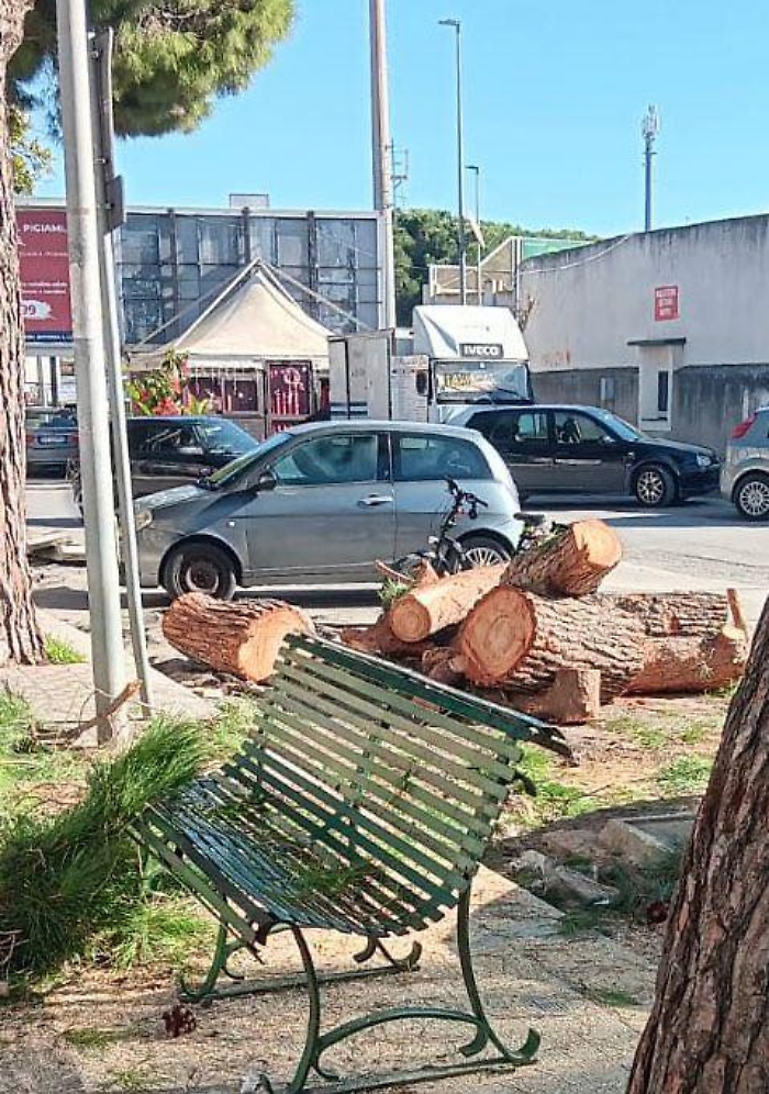 Vittoria, Terre Pulite: "800 alberi tagliati in tre anni dal Comune, uno scempio"