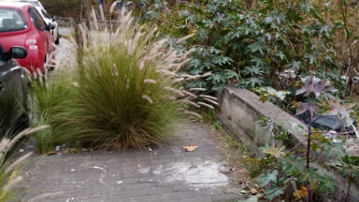  Erbacce sui marciapiedi di Viale Marco Polo