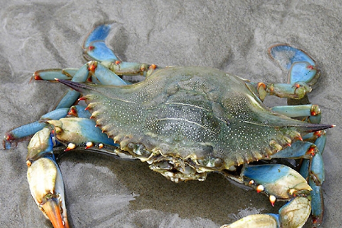 Granchio blu, il conto salato per il Delta: perch&eacute; il &ldquo;nuovo oro&rdquo; ha lasciato macerie tra Comacchio e Goro