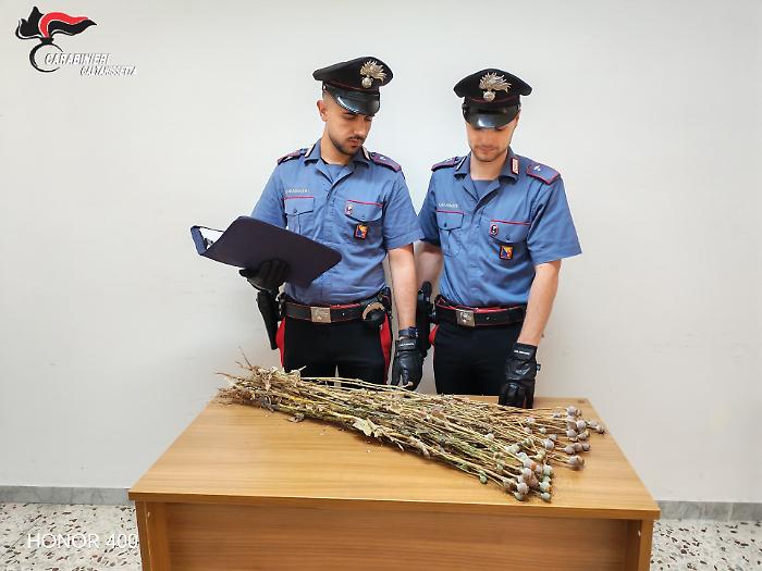 Sequestrate 720 piante di papavero da oppio in fase di essiccazione: due denunciati