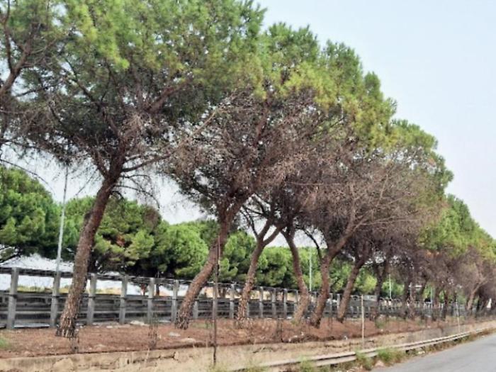 Alberi in viale Regione siciliana (foto del Wwf)