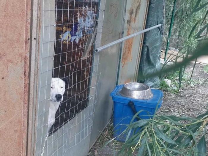 Randagi ancora senza rifugio, il Comune aspetta l’ok dell’Asp