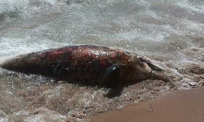Delfino spiaggiato nel tratto pi&ugrave; affollato del Lungomare di Gela